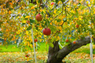 Let’s Go Apple Picking!