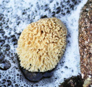 LATHER Natural Sea Wool Sponge, Self Care
