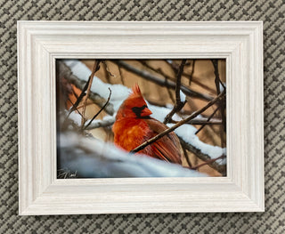 Cardinal 5x7 Photograph in White Wash Frame Danielle Hawthorne